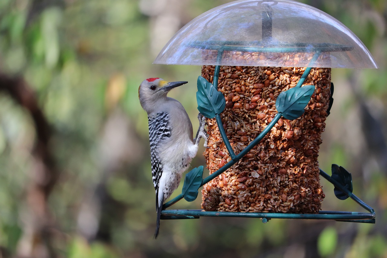 Making DIY Bird Feeders with the Kids